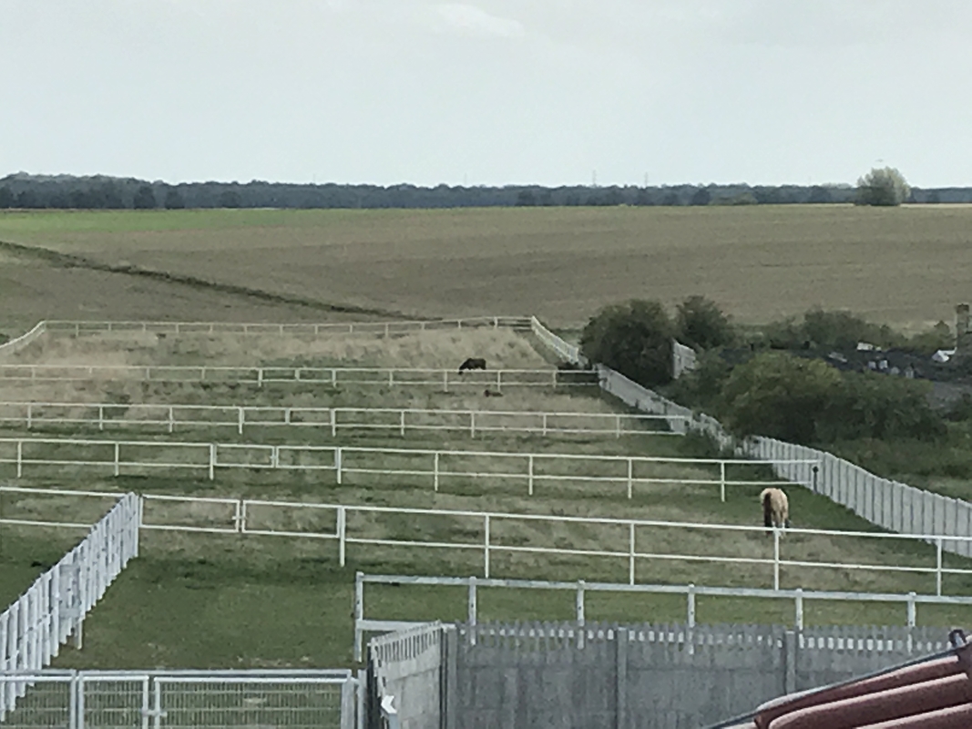 Wasiewicz Western Horses - zdjęcie 15