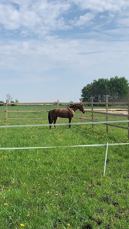 Stajnia Equi Quest Matlawski Riders Academy - zdjęcie 2
