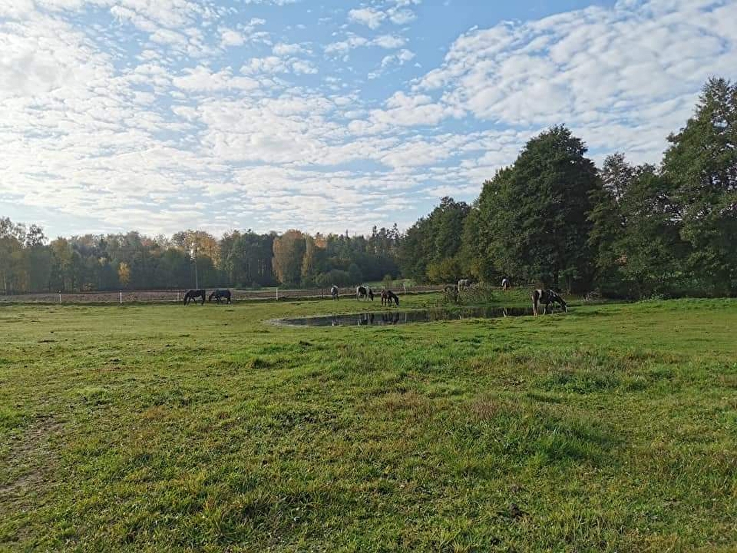 Stajnia Zawieja - zdjęcie 5