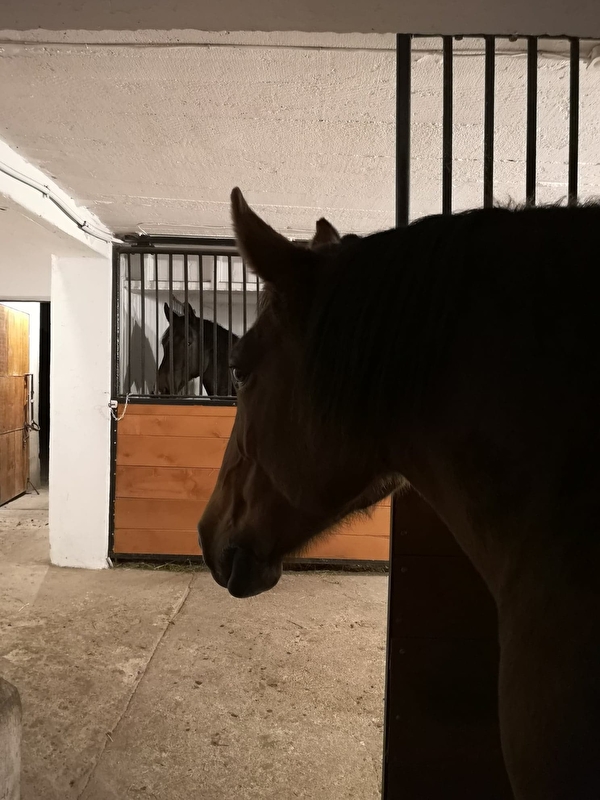 Stajnia pod Koninem w Szczepidle - zdjęcie 1