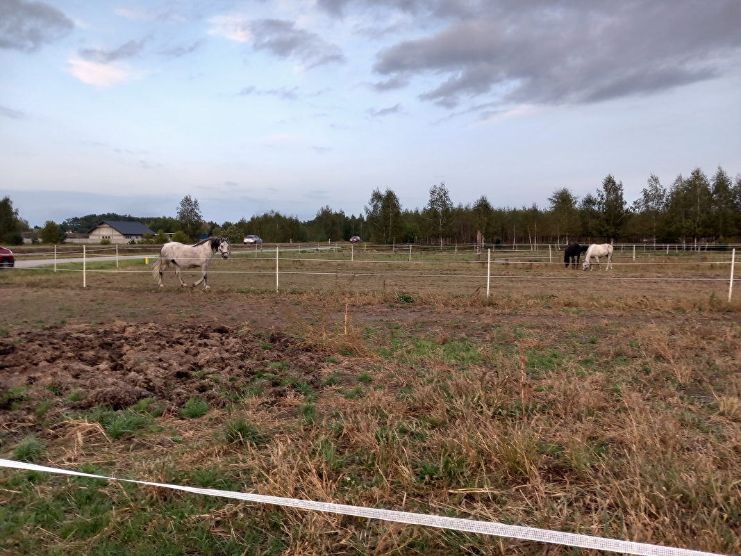 Balck&White Ranch - zdjęcie 4