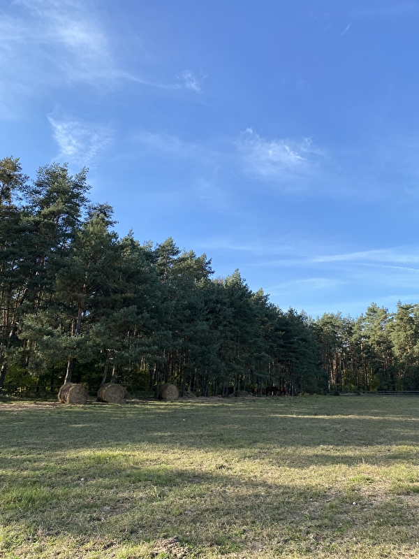 Stajnia Lipiany - zdjęcie 7