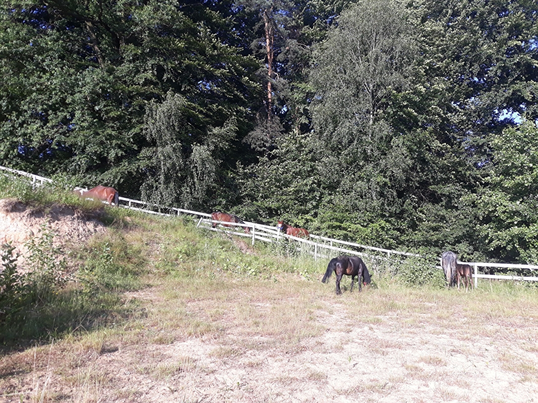 Jeździecki Klub Sportowy SALTANDO sp. z o.o. - zdjęcie 1