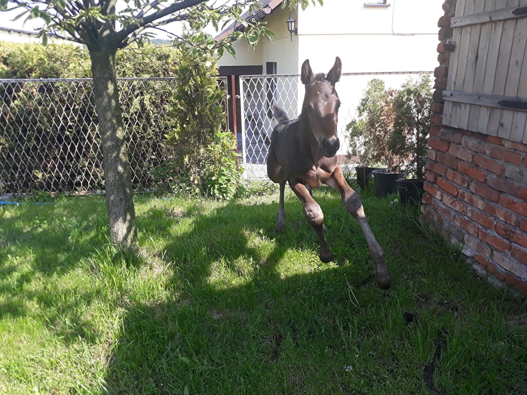 Jeździecki Klub Sportowy SALTANDO sp. z o.o. - zdjęcie 3
