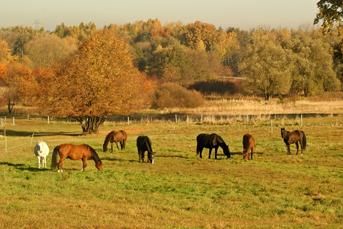 Stajnia "Wichrowe Wzgórze" - zdjęcie 4