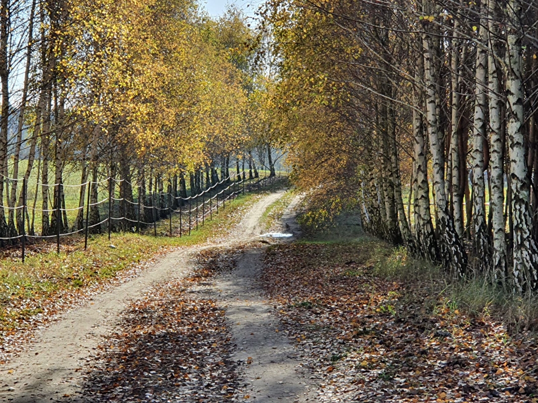 Stajnia Stawiska - zdjęcie 15