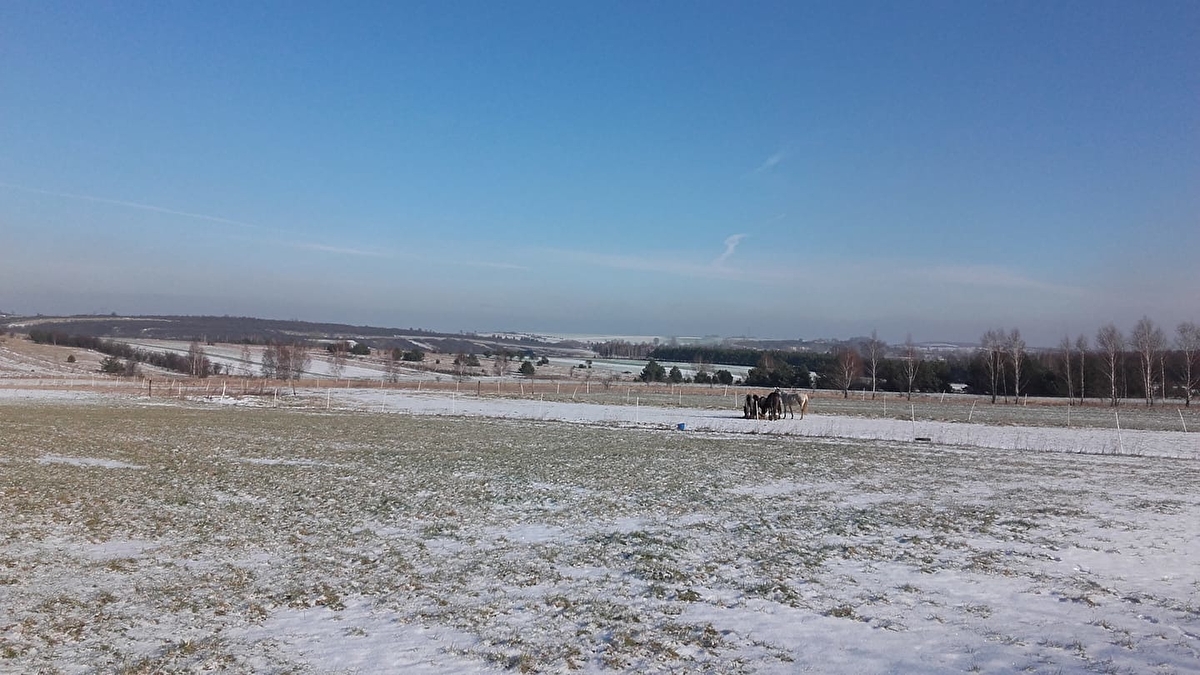 Stajnia Joachimów - zdjęcie 9