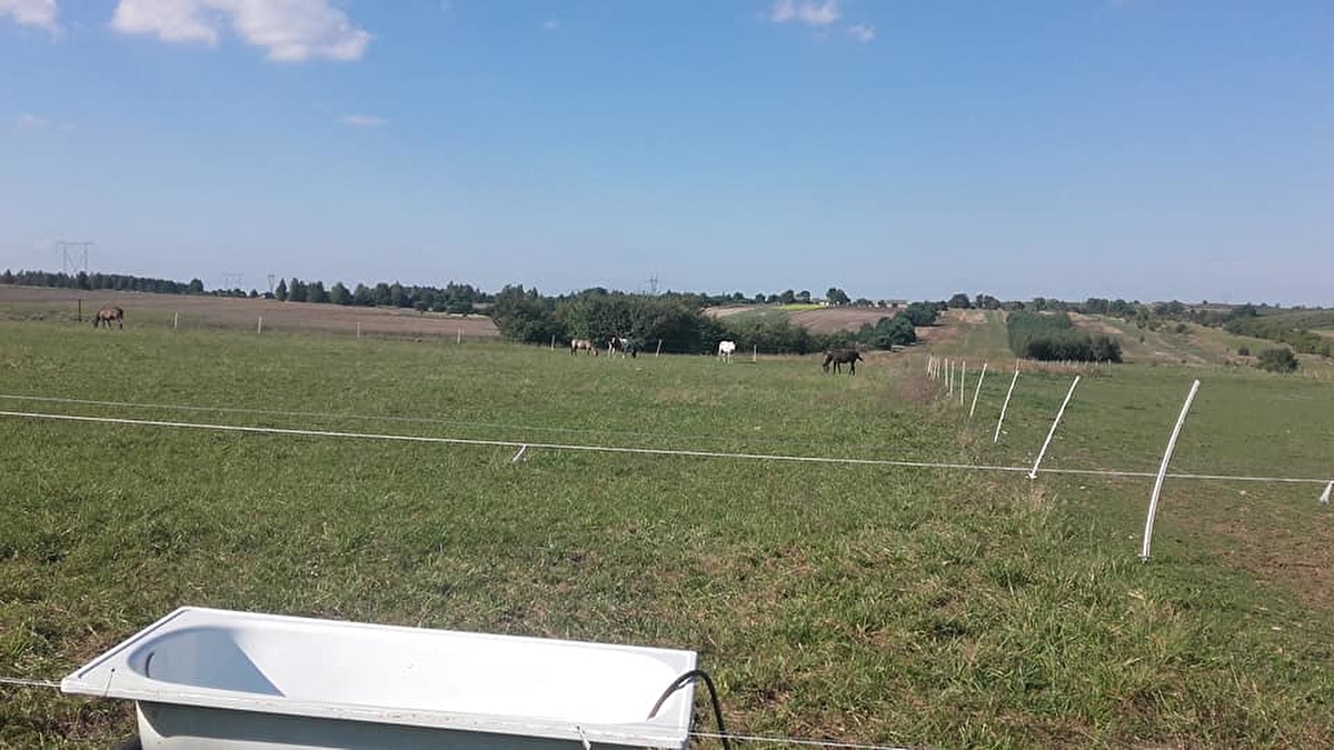 Stajnia Joachimów - zdjęcie 17