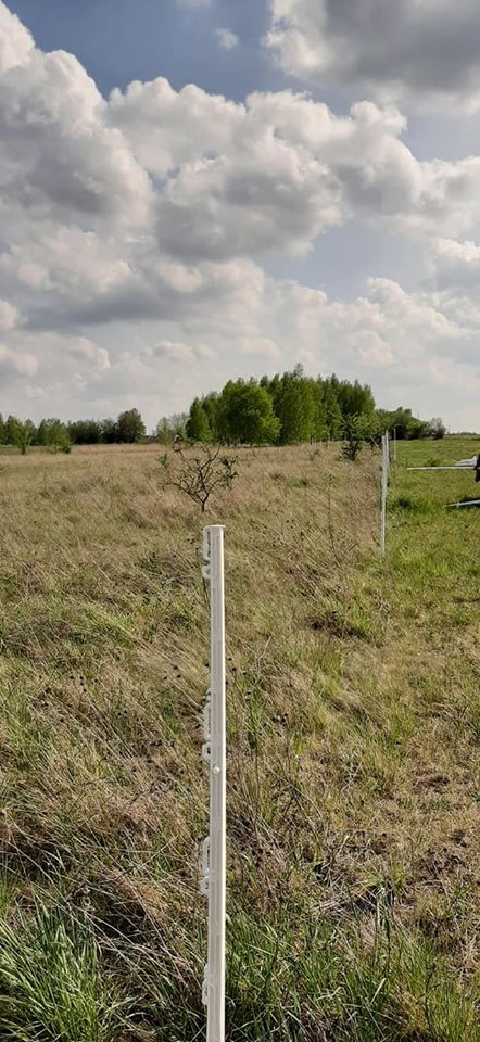 Stajnia Joachimów - zdjęcie 18