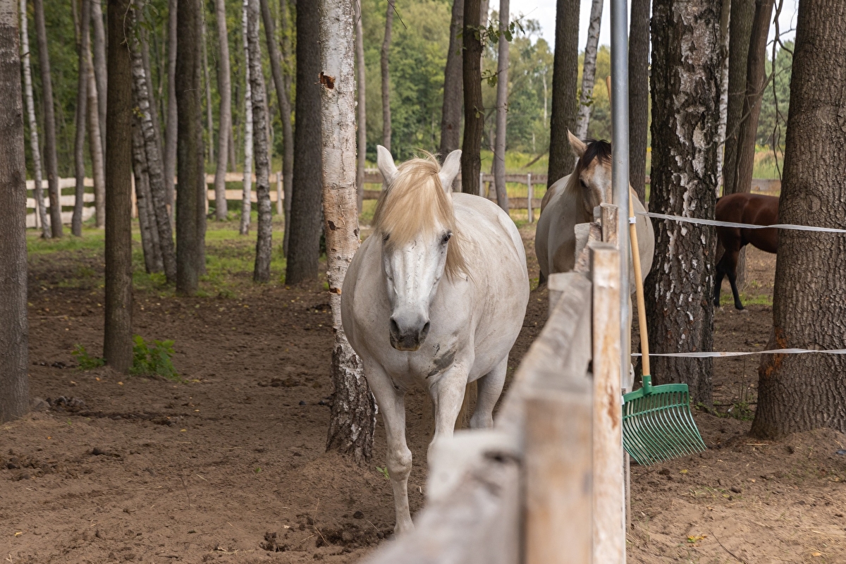 Equi-Park pensjonat i rehabilitacja koni - zdjęcie 1
