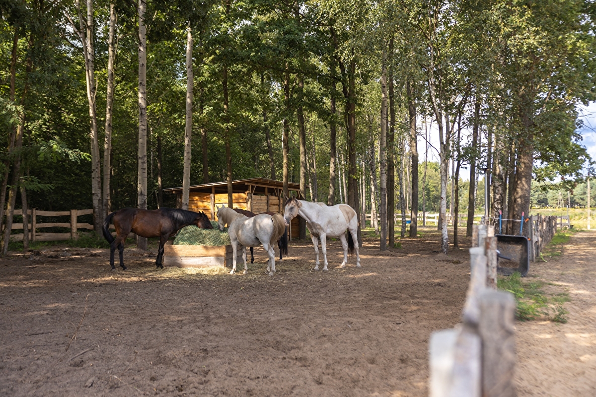Equi-Park pensjonat i rehabilitacja koni - zdjęcie 8