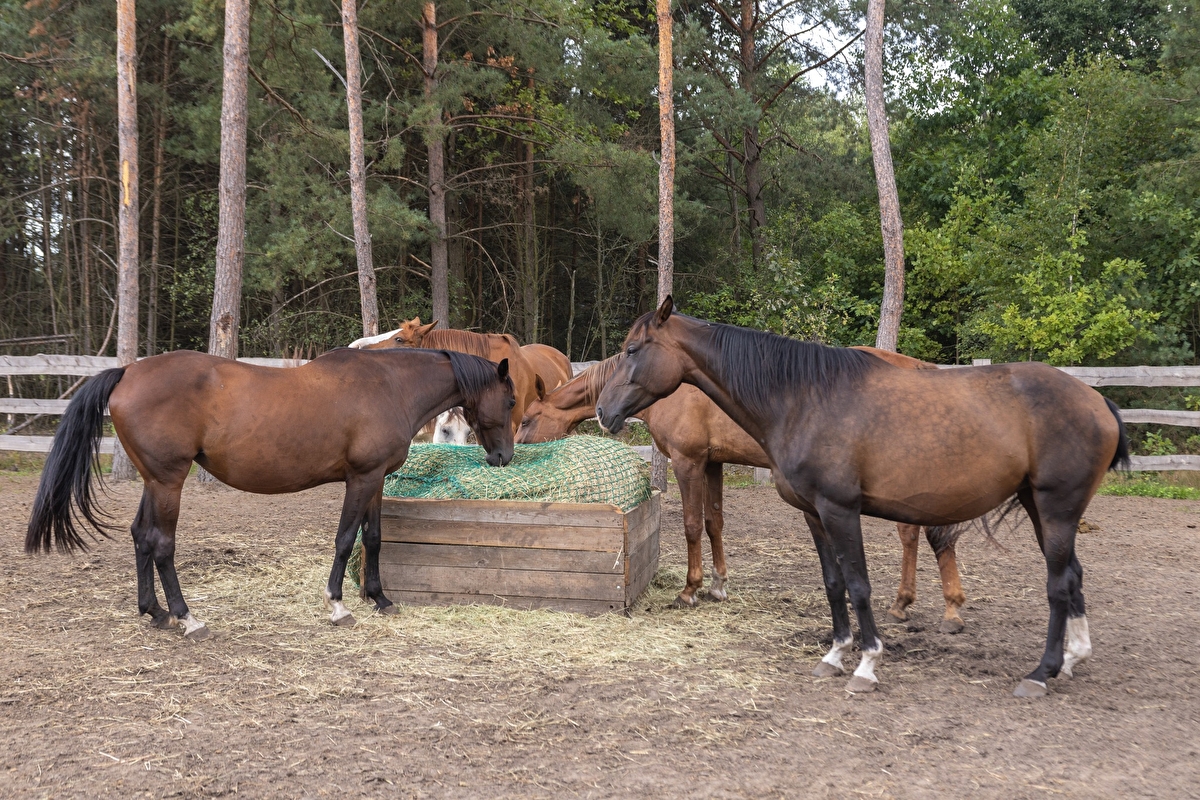 Equi-Park pensjonat i rehabilitacja koni - zdjęcie 10