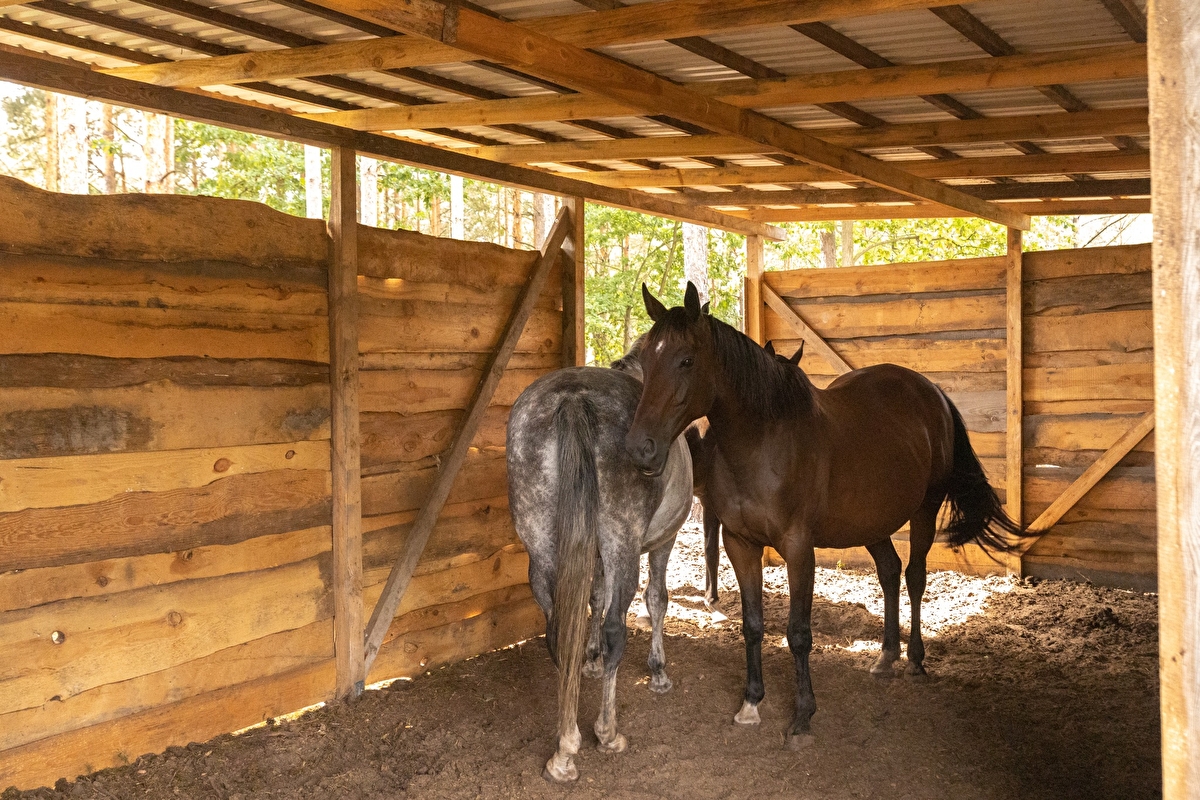 Equi-Park pensjonat i rehabilitacja koni - zdjęcie 11