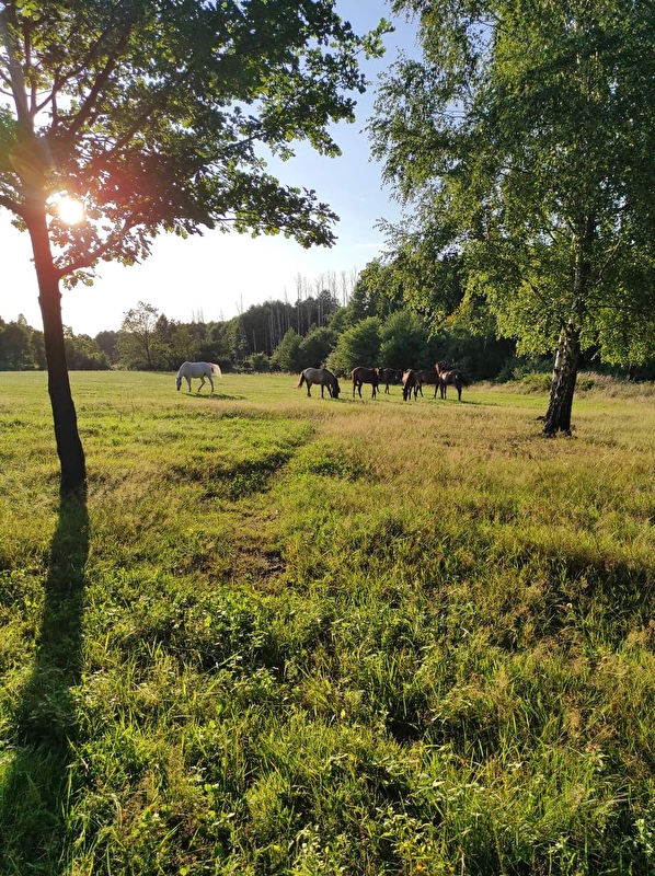 Stajnia Artystyczna Marcinków - zdjęcie 1