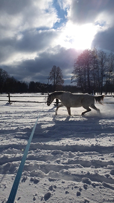 Mróz Equestrian Family - zdjęcie 5