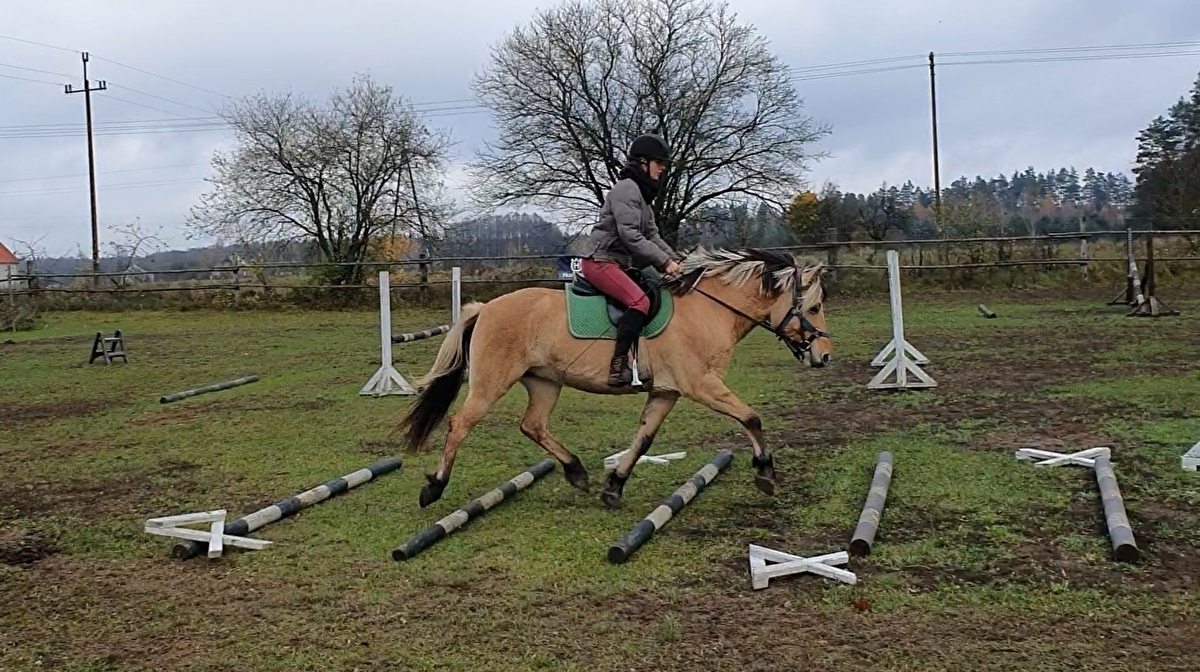 Mróz Equestrian Family - zdjęcie 6