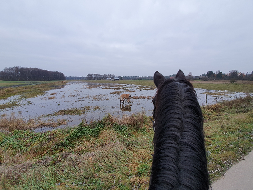 Mróz Equestrian Family - zdjęcie 10