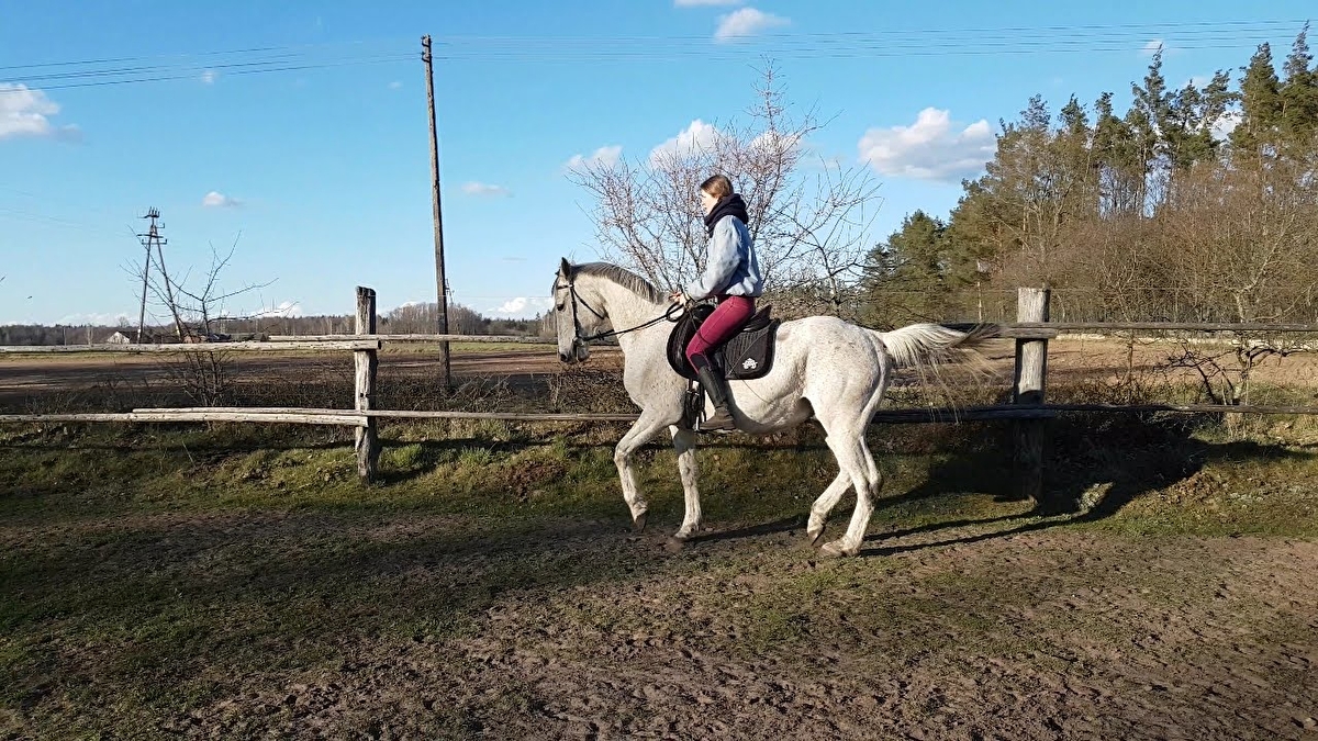Mróz Equestrian Family - zdjęcie 11