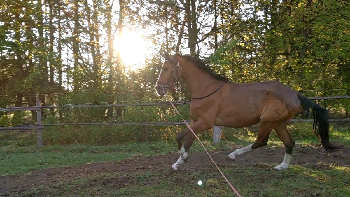 Mróz Equestrian Family - zdjęcie 12