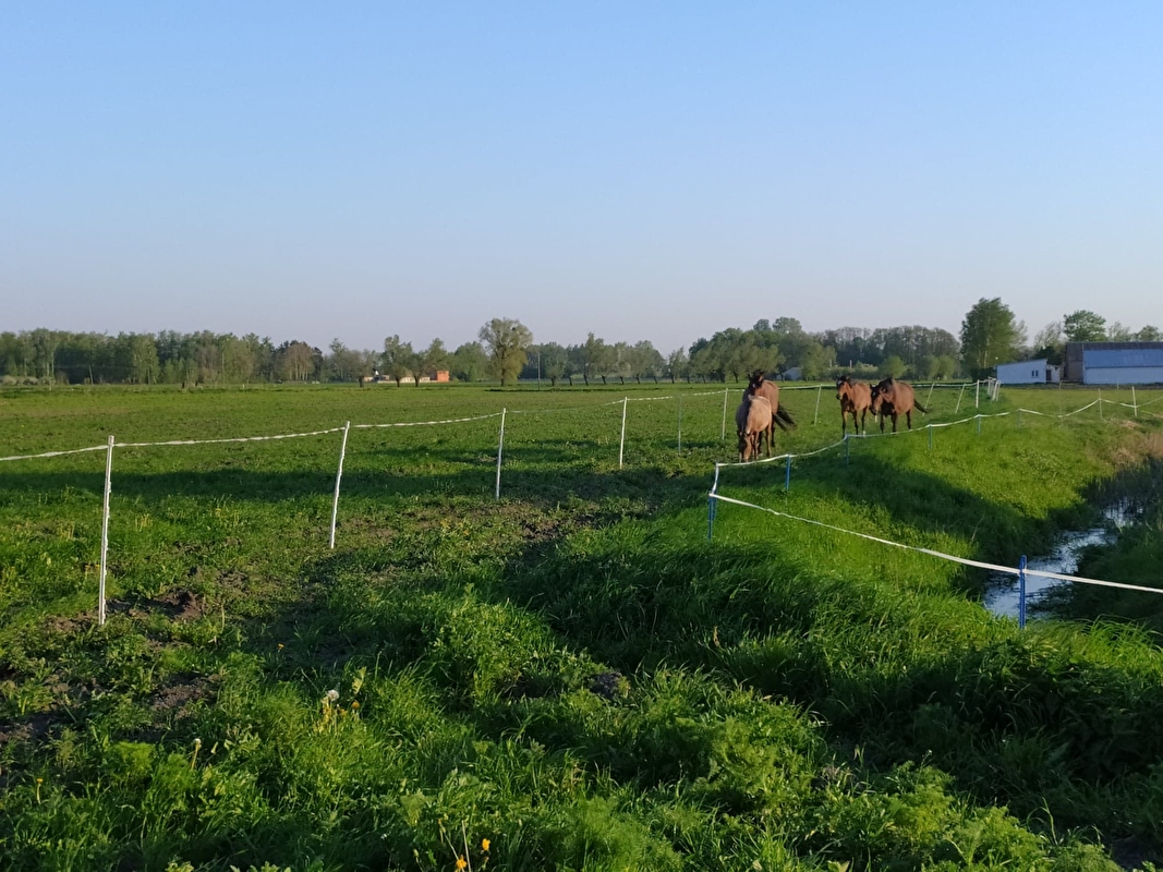 Pensjonat Equi Haven - zdjęcie 2