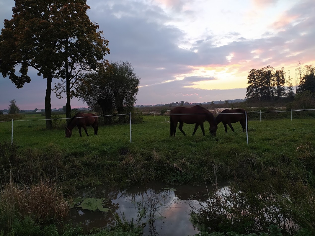 Pensjonat Equi Haven - zdjęcie 3
