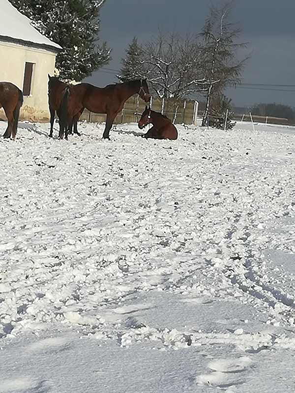 Pensjonat Equi Haven - zdjęcie 5