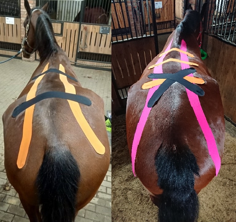 Pensjonat Equi Haven - zdjęcie 7