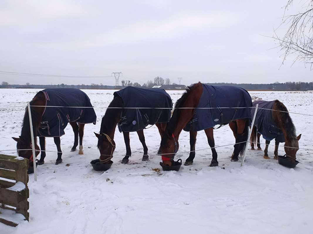 Pensjonat Equi Haven - zdjęcie 9