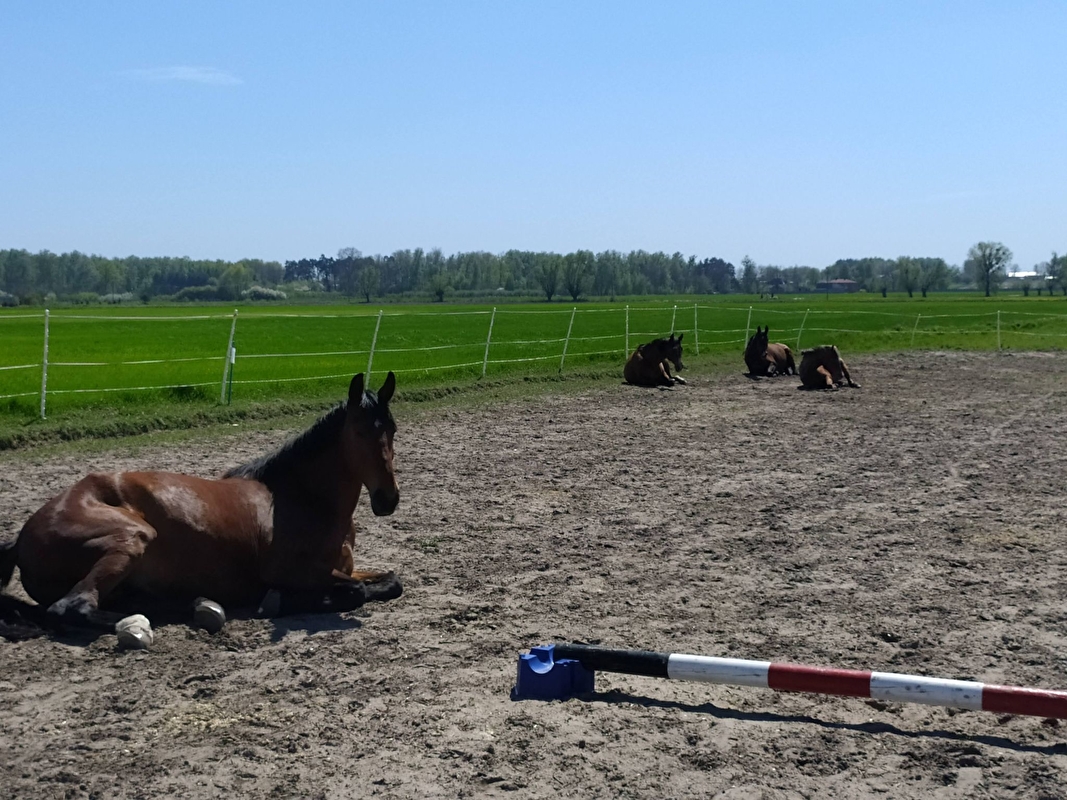 Pensjonat Equi Haven - zdjęcie 10