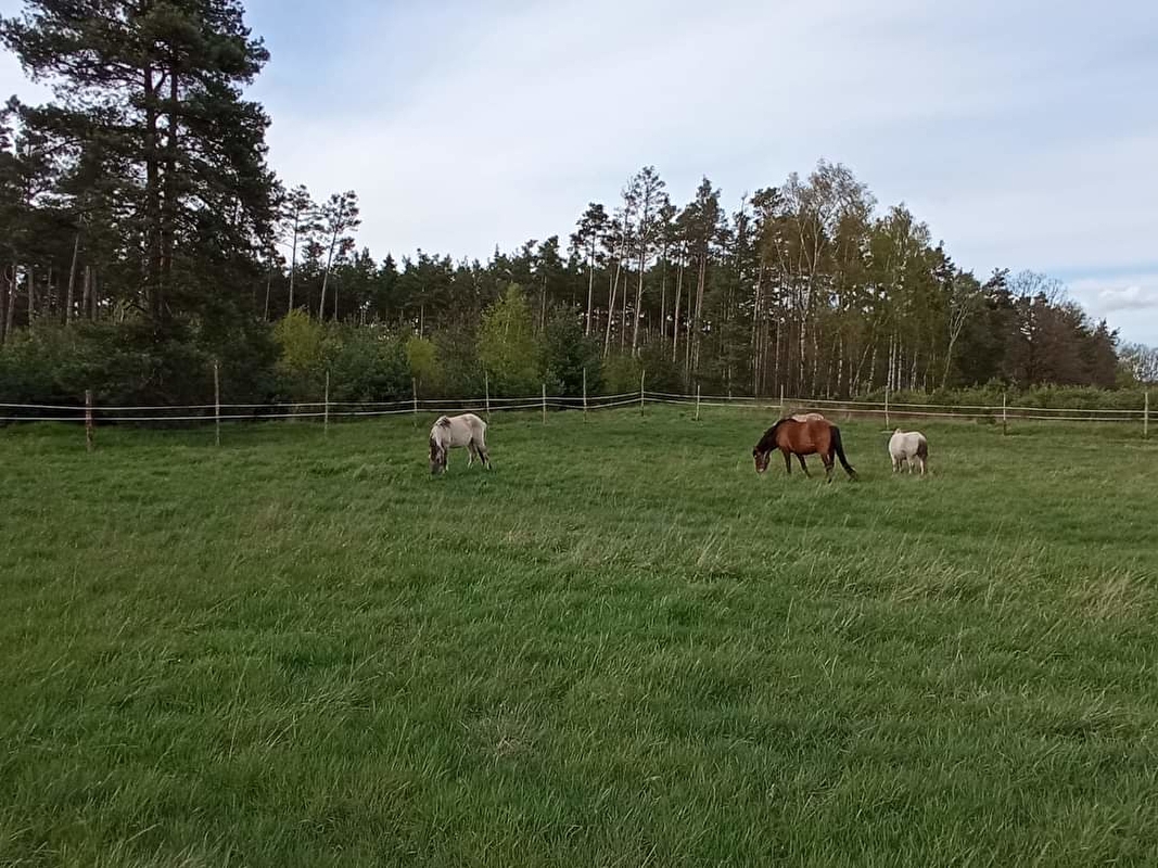 Stajnia Czyżki - zdjęcie 5