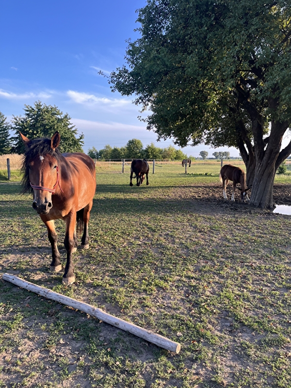 Stajnia HorseFarm - zdjęcie 1
