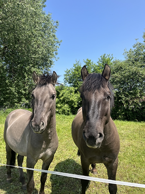 Stajnia HorseFarm - zdjęcie 7