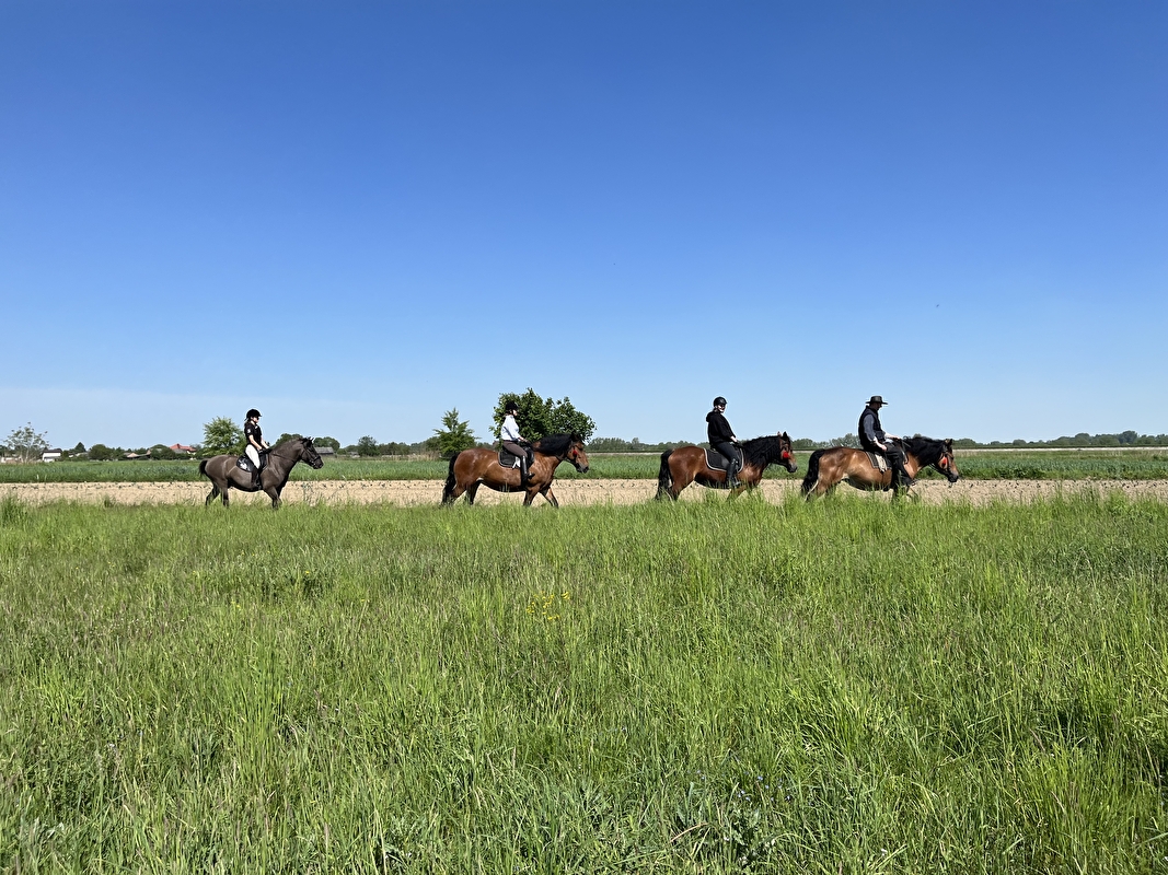 Stajnia HorseFarm - zdjęcie 9