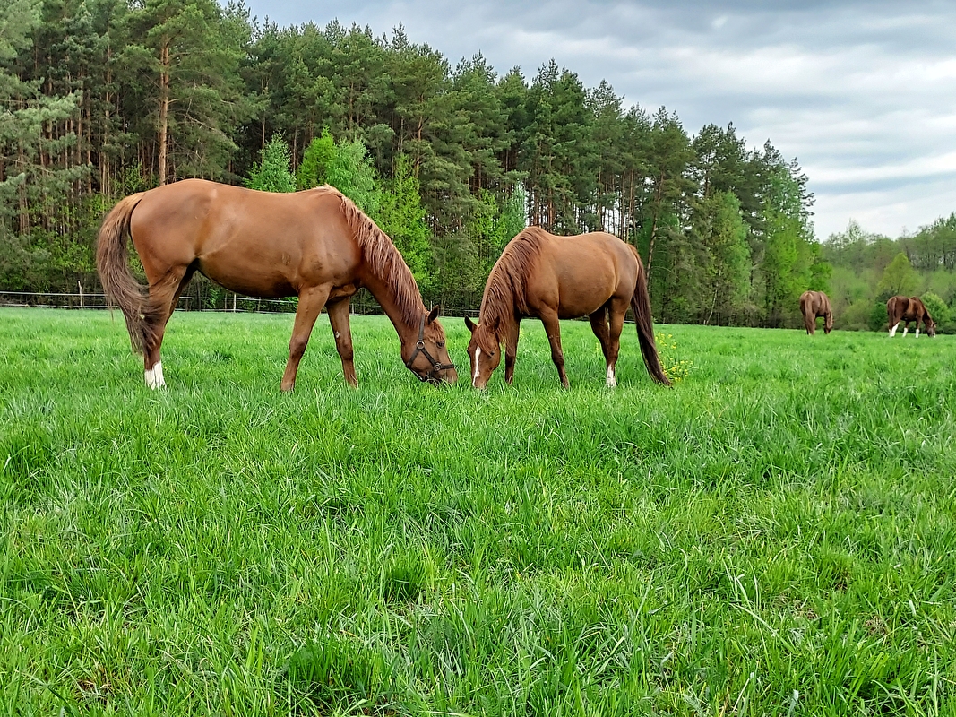 Stajnia Gracja - zdjęcie 4