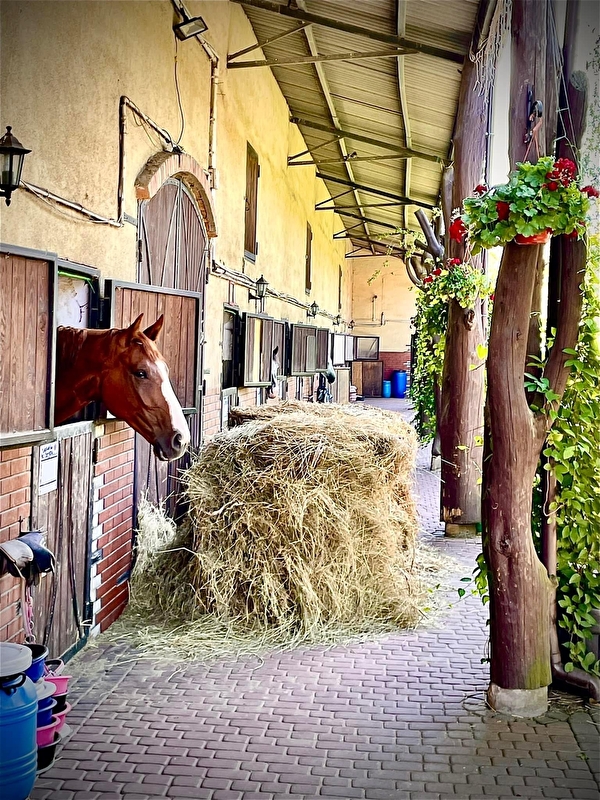 Ośrodek Jeździecki Golden Horse - zdjęcie 10