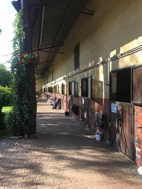 Ośrodek Jeździecki Golden Horse - zdjęcie 14