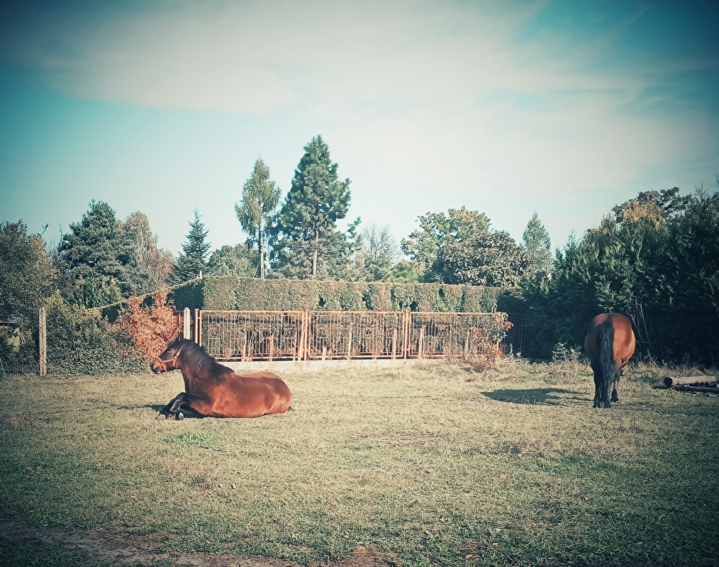 Rancho u Jana - Katowice - zdjęcie 15