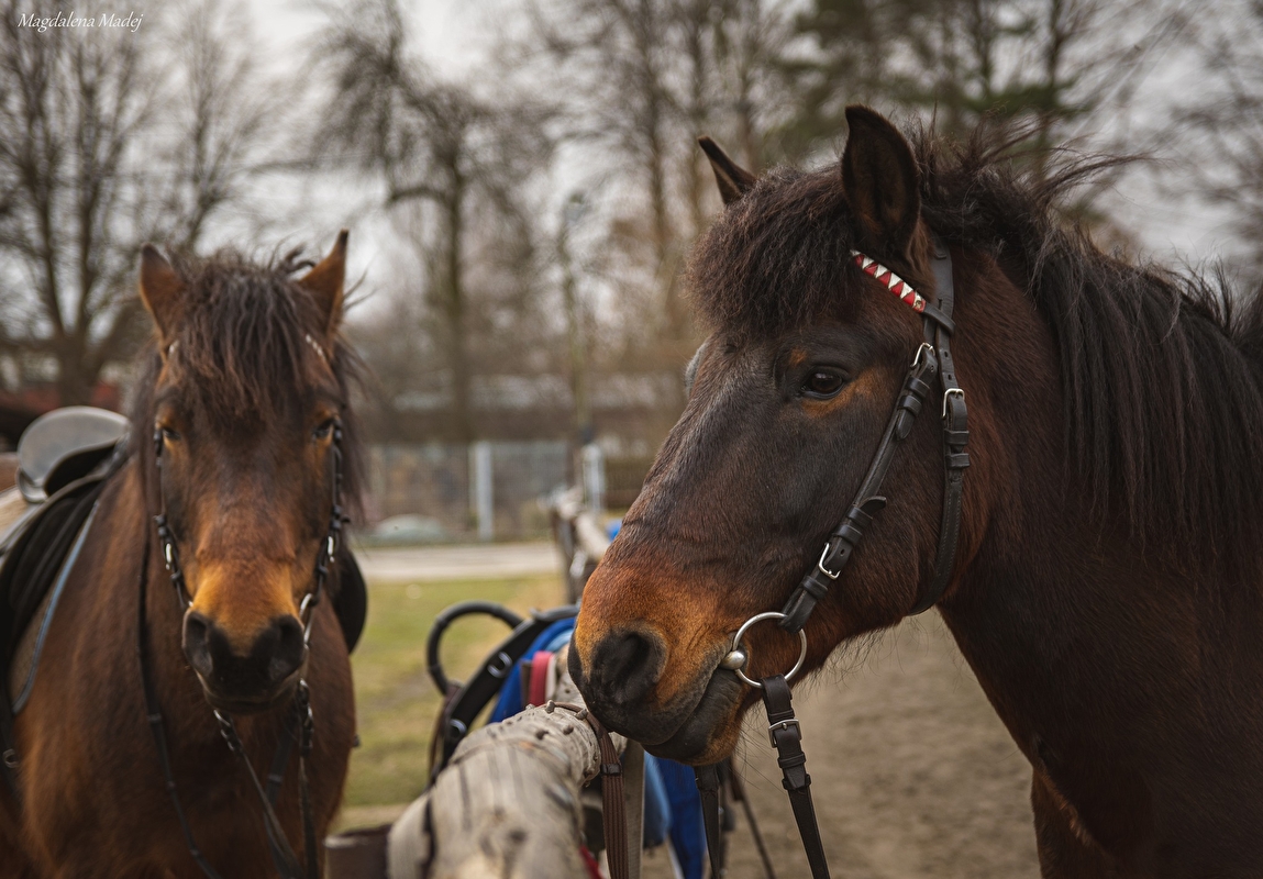 Rancho u Jana - Katowice - zdjęcie 28