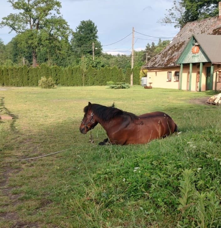 Rancho u Jana - Katowice - zdjęcie 41