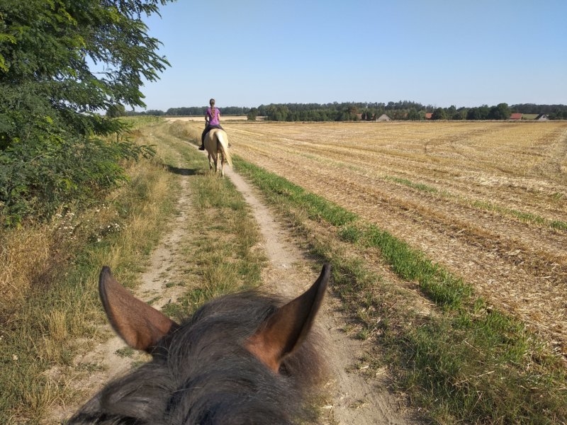 "Stajnia Girawolta" Pensjonat - zdjęcie 8
