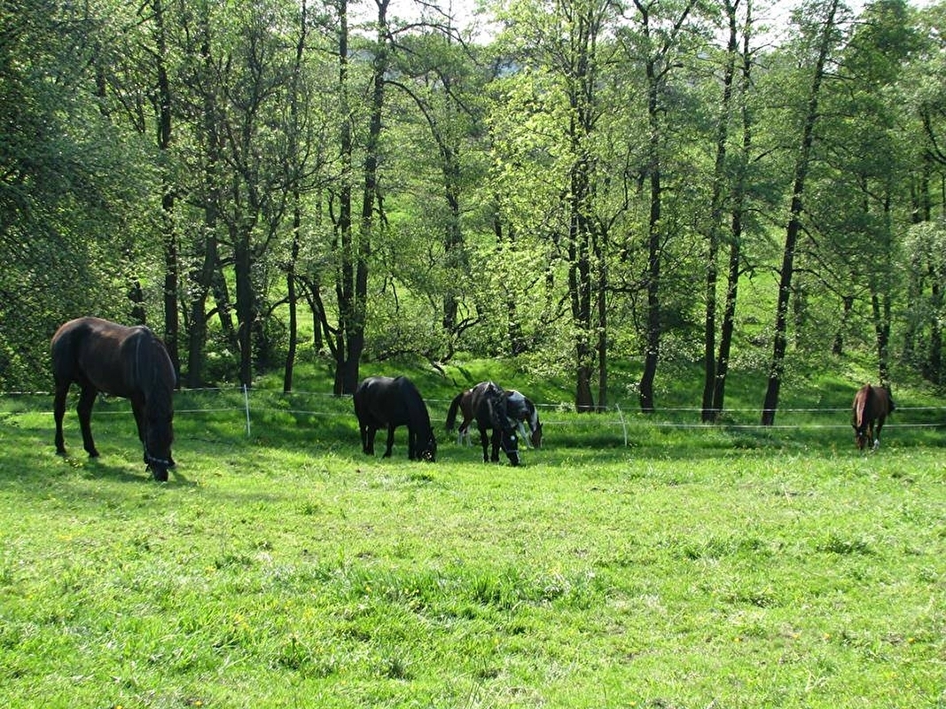 STAJNIA MONTANA - zdjęcie 4