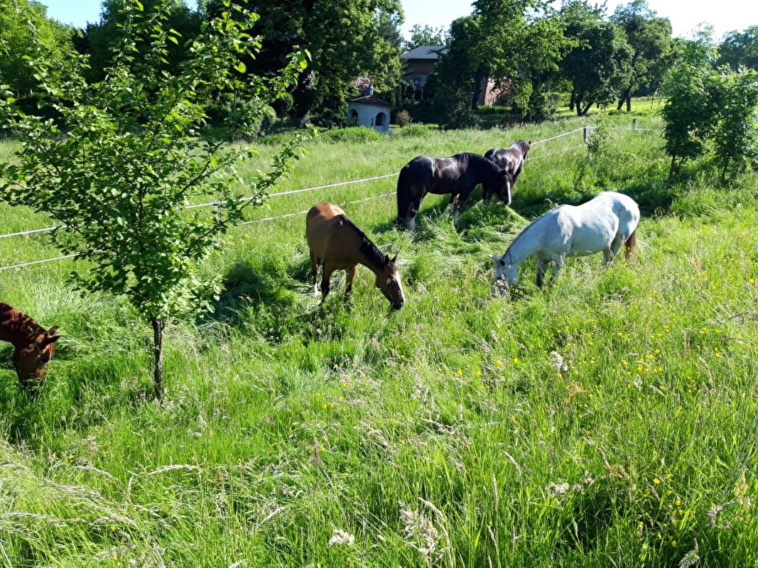 STAJNIA MONTANA - zdjęcie 8