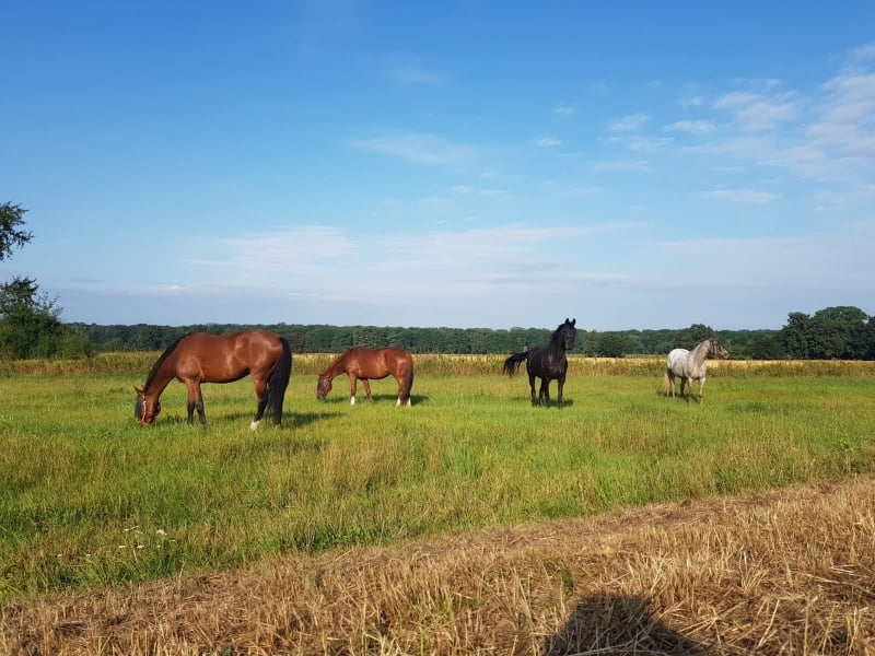 Greys Horses - zdjęcie 1