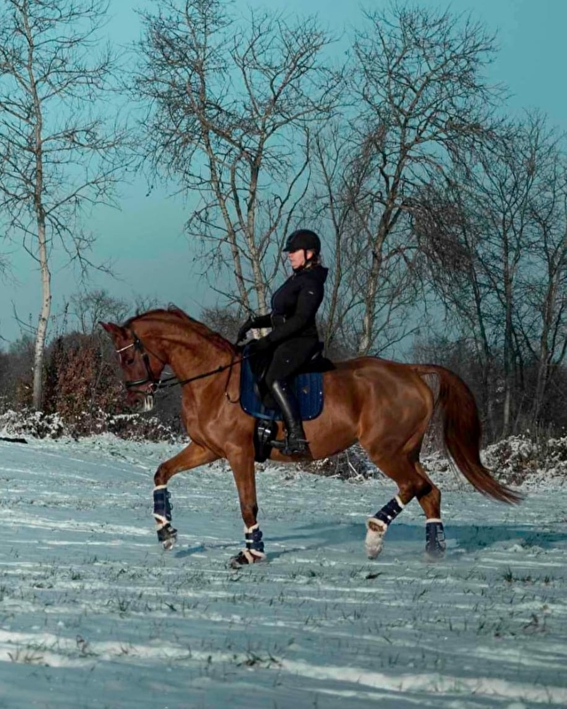 Greys Horses - zdjęcie 2