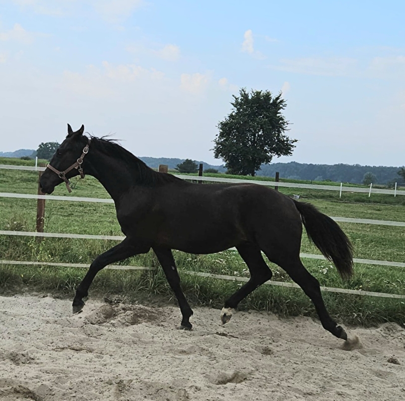 Greys Horses - zdjęcie 3