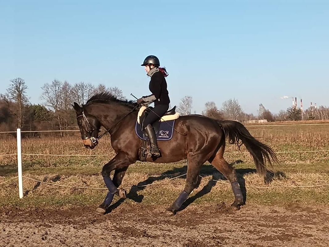 Greys Horses - zdjęcie 6