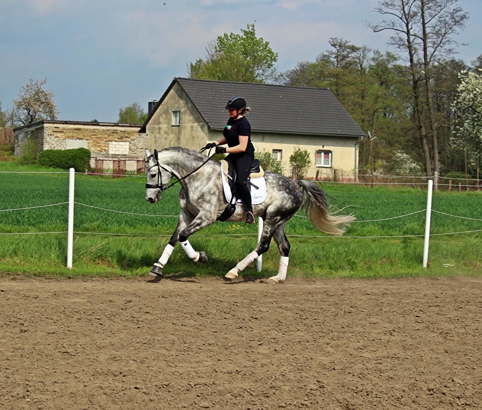 Greys Horses - zdjęcie 8