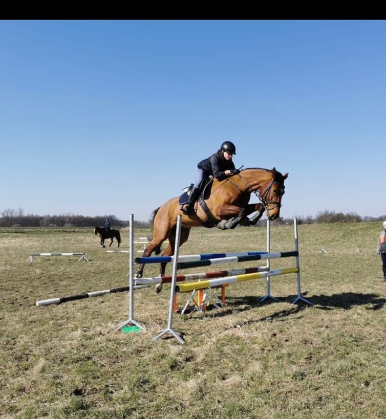 Greys Horses - zdjęcie 9