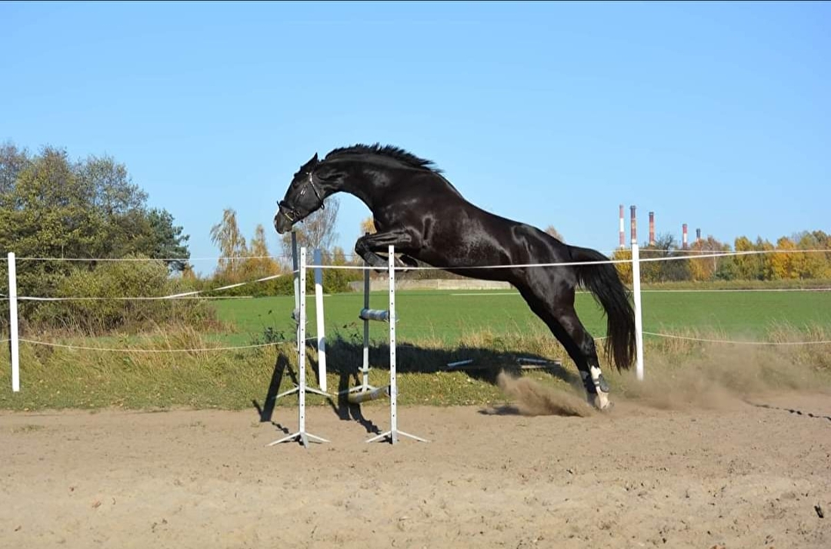 Greys Horses - zdjęcie 10