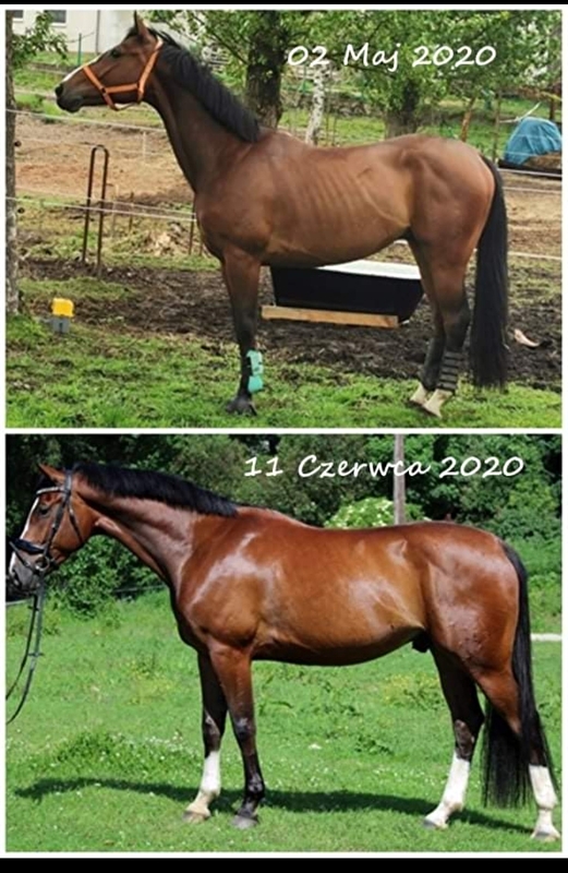 Greys Horses - zdjęcie 11
